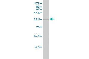 HMOX2 antibody  (AA 1-316)