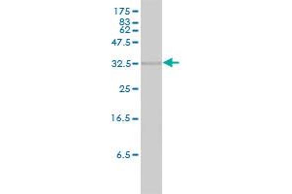 HMOX2 antibody  (AA 1-316)