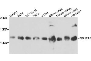 Western blot analysis of extract of various cells, using NDUFA5 antibody. (NDUFA5 antibody)