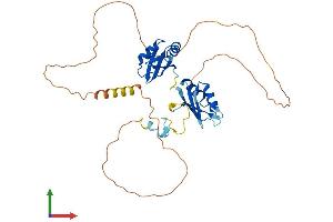 AlphaFold protein structure predicition of Mouse Recombinant Rbm4b Protein, UniprotID Q8VE92