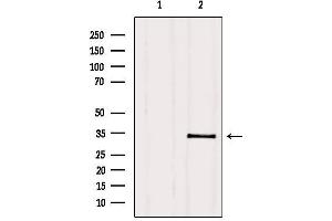 Western blot analysis of extracts from HepG2, using PMM2 Antibody. (PMM2 antibody  (C-Term))