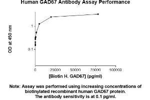 Image no. 2 for anti-Glutamate Decarboxylase 1 (Brain, 67kDa) (GAD1) (AA 1-594) antibody (ABIN5566519) (GAD antibody  (AA 1-594))