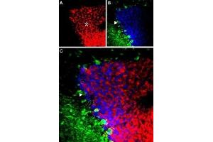 Expression of GABRA6 in mouse cerebellum - Immunohistochemical staining of mouse cerebellum using Anti-GABA(A) α6 Receptor (extracellular) Antibody (ABIN7043190, ABIN7044301 and ABIN7044302). (GABRA6 antibody  (Extracellular, N-Term))