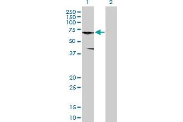 CNKSR3 anticorps  (AA 1-555)