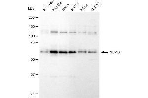 anti-Numb Homolog (NUMB) antibody