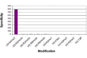 Histone H3K4me2 antibody (mAb) specificity tested by peptide array analysis. (Histone 3 antibody  (H3K4me2))