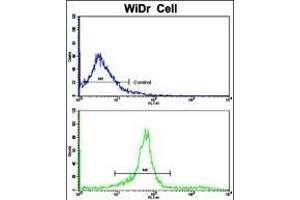 Flow cytometric analysis of widr cells using KLC1 Antibody (Center)(bottom histogram) compared to a negative control cell (top histogram).