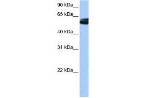 NOVA1 antibody used at 0. (NOVA1 antibody  (C-Term))