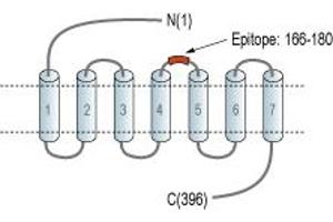 anti-G Protein-Coupled Receptor 84 (GPR84) (2nd Extracellular Loop), (AA 166-180) antibody (PE)