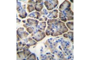 Immunohistochemistry analysis in formalin fixed and paraffin embedded human pancreas tissue reacted with KCNV2 Antibody (C-term) followed by peroxidase conjugation of the secondary antibody and DAB staining.