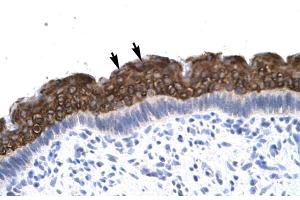 Human Spermatophore (AEBP1 antibody  (N-Term))