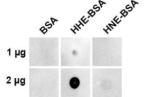 Dot blot analysis using Mouse Anti-4-Hydroxy-2-hexenal Monoclonal Antibody, Clone 5C11. (4-Hydroxy-2-Hexenal (4-HHE) antibody (HRP))
