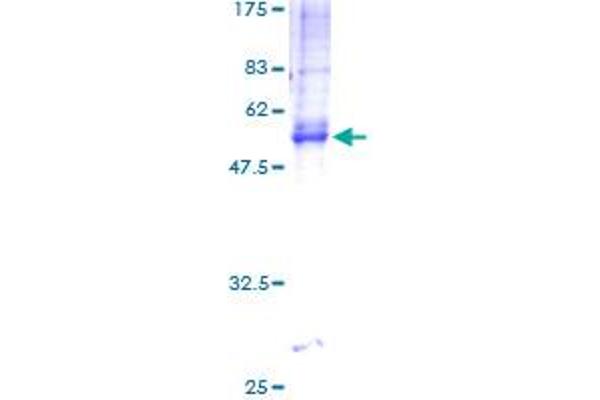 Tetraspanin 5 Protein (TSPAN5) (AA 1-268) (GST tag)