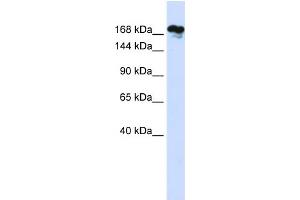 WB Suggested Anti-RSF1 Antibody Titration:  0. (RSF1 antibody  (Middle Region))