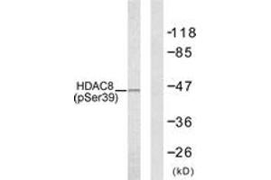 Western blot analysis of extracts from NIH-3T3 cells, using HDAC8 (Phospho-Ser39) Antibody. (HDAC8 antibody  (pSer39))