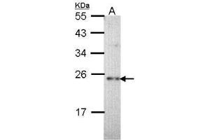 CHP antibody  (Internal Region)