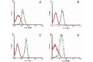 Flow cytometry analysis of 5-bromodeoxyuridin (BrdU) incorporation in CEM human acute lymphoblastic leukemia cell line using purified anti-5-bromodeoxyuridin (MoBu-1) (detection by Goat anti-mouse IgG1 FITC).