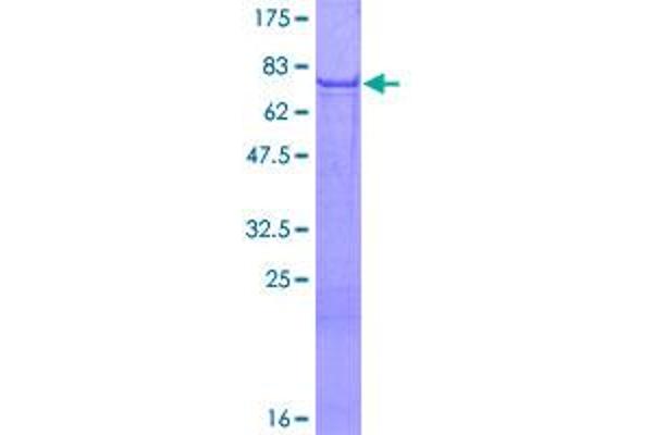 Angiopoietin 1 Protein (ANGPT1) (AA 1-498) (GST tag)