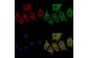 ABIN6257712 and ABIN6273523 staining HepG2 cells by IF/ICC. (IFRD1 antibody  (N-Term))