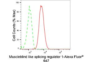 Flow cytometric analysis of Muscleblind like splicing regulator 1 expression in HT- cells using Muscleblind like splicing regulator 1 antibody (ABIN7799497), 1:2,000). (Recombinant MBNL1 antibody)