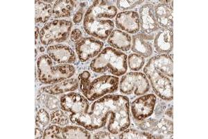 Immunohistochemical staining of human kidney with SLFN12L polyclonal antibody  shows strong cytoplasmic positivity in tubular cells at 1:20-1:50 dilution.