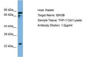 Host: Rabbit Target Name: IDH3B Sample Type: THP-1 Whole Cell lysates Antibody Dilution: 1.