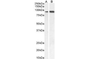 IFT88 antibody  (C-Term)