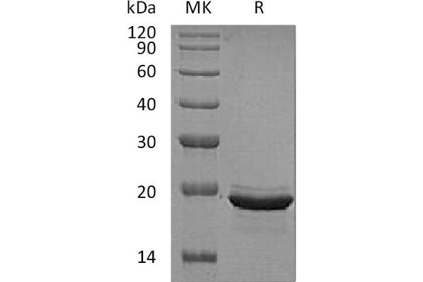 FGF12 Protein