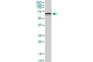 SWAP70 monoclonal antibody (M09A), clone 3H8. (SWAP70 antibody  (AA 378-451))