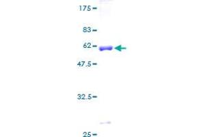 Syntaxin 11 Protein (STX11) (AA 1-287) (GST tag)