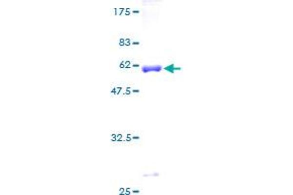 Syntaxin 11 Protein (STX11) (AA 1-287) (GST tag)