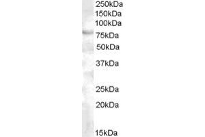 ABIN263146 (0. (FOXP2 antibody  (C-Term))