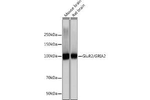 Western blot analysis of extracts of various cell lines, using GluR2/GRI Rabbit mAb (ABIN7267414) at 1:1000 dilution. (GRIA2 antibody)