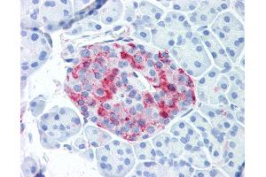 Anti-WNT10A antibody IHC of human pancreatic islet. (WNT10A antibody  (Internal Region))