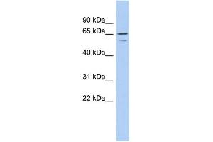 WB Suggested Anti-TNFRSF1A Antibody Titration:  0. (TNFRSF1A antibody  (N-Term))