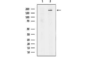 anti-TAF1 RNA Polymerase II, TATA Box Binding Protein (TBP)-Associated Factor, 250kDa (TAF1) (Internal Region) antibody