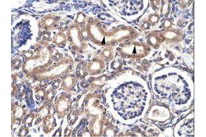 Image no. 1 for anti-Cyclin-Dependent Kinase 1 (CDK1) (C-Term) antibody (ABIN6735874) (CDK1 antibody  (C-Term))