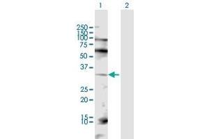 Western Blot analysis of JUN expression in transfected 293T cell line by JUN MaxPab polyclonal antibody. (C-JUN antibody  (AA 1-331))