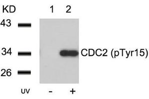 Western blot analysis of extracts from Hela cells untreated(lane 1) or treated with UV(lane 2) using CDC2(Phospho-Tyr15) Antibody. (CDK1 antibody  (pTyr15))