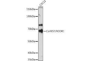 Western blot analysis of extracts of C2C12 cells, using CoREST/RCOR1 Rabbit mAb (ABIN7269920) at 1:500 dilution. (CoREST antibody)