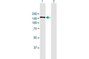 MAPKBP1 antibody  (AA 1-1015)