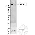 anti-Breast Cancer 2, Early Onset (BRCA2) (AA 21-130) antibody
