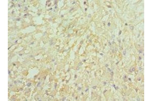 Leiomodin 1 antibody  (AA 29-187)