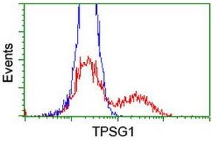 HEK293T cells transfected with either RC222359 overexpress plasmid (Red) or empty vector control plasmid (Blue) were immunostained by anti-TPSG1 antibody (ABIN2455440), and then analyzed by flow cytometry.