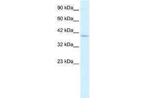 WB Suggested Anti-PTK2B Antibody Titration:  0. (PTK2B antibody  (C-Term))