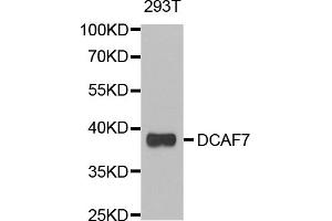 Western blot analysis of extracts of 293T cells, using DCAF7 antibody (ABIN5974113) at 1/1000 dilution. (DCAF7 antibody)