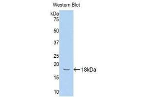 Western Blotting (WB) image for anti-Hemopexin (HPX) (AA 324-462) antibody (ABIN1078135)
