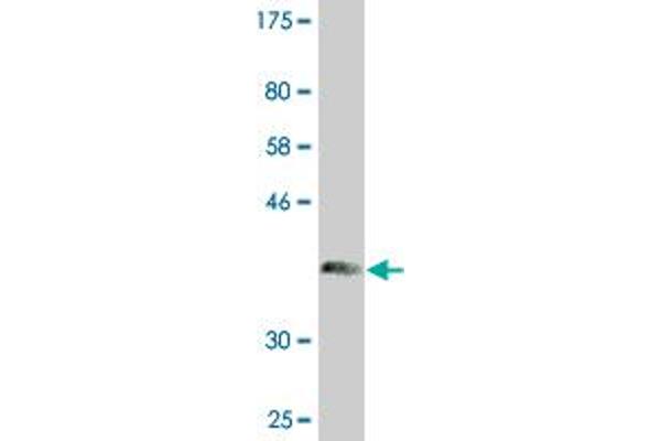 Chitotriosidase 1 antibody  (AA 60-169)