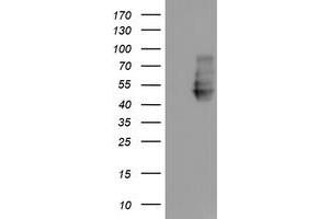 Western Blotting (WB) image for anti-Neuroplastin (NPTN) antibody (ABIN1499811) (NPTN antibody)