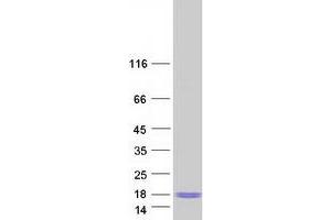 Validation with Western Blot (C9orf16 Protein (Myc-DYKDDDDK Tag))